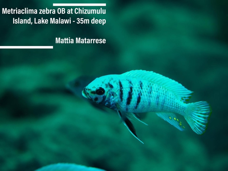 Maylandia zebra 'Chizumulu Island'